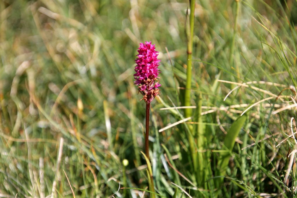 GymnadeniaxNigritella?